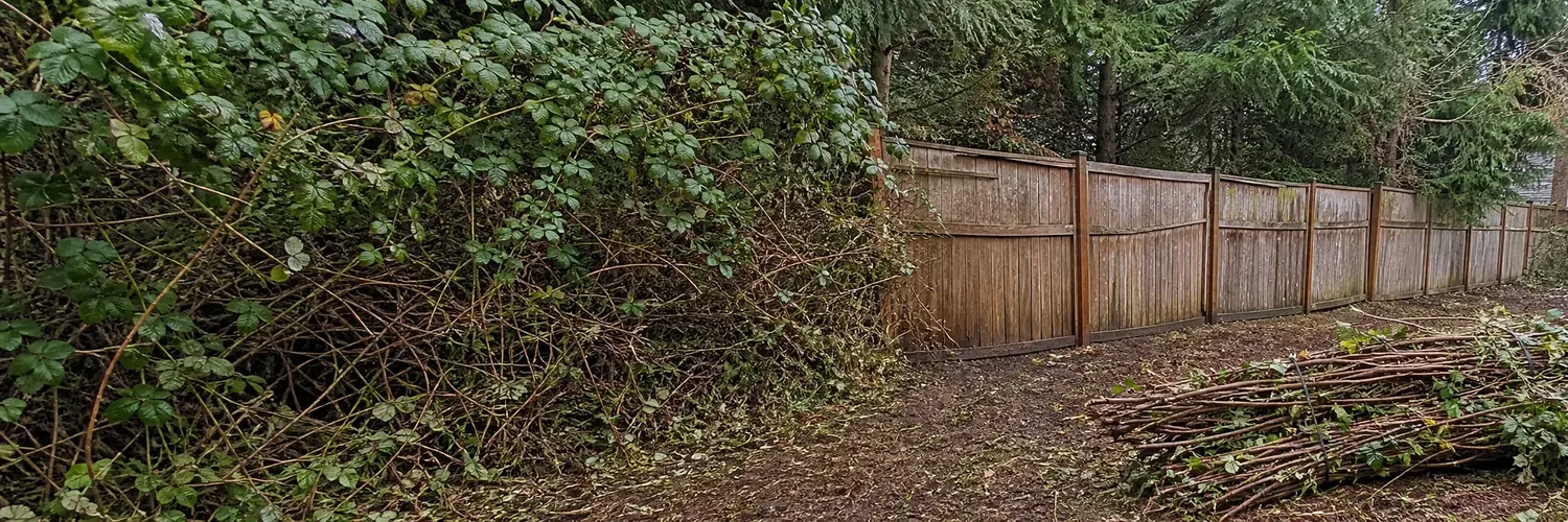 Blackberry removal along a residential fence line by Clear Grade