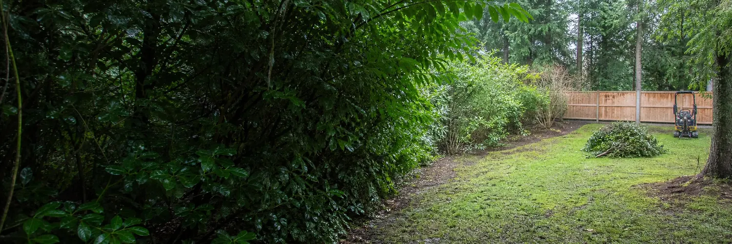 Residential bush removal and yard cleanup by Clear Grade