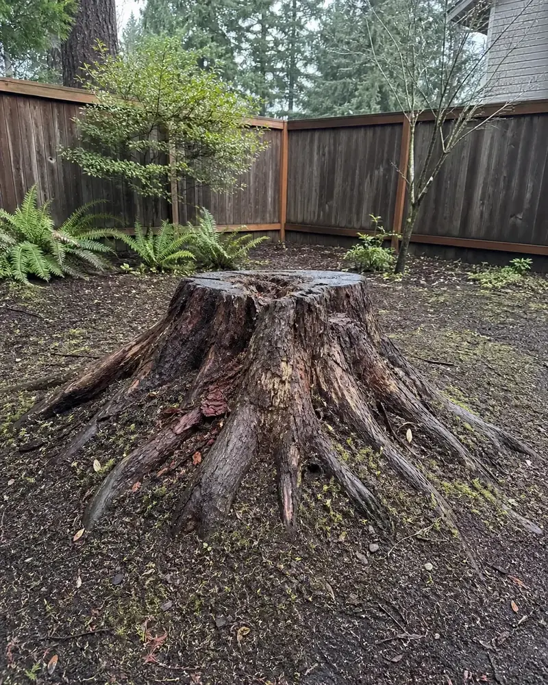Large tree stump before Clear Grade professional stump grinding