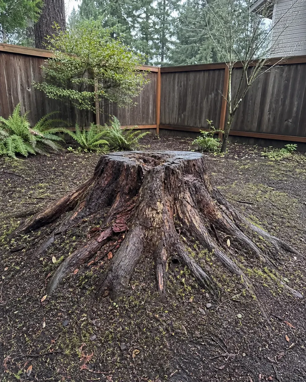 Large tree stump before Clear Grade professional stump grinding