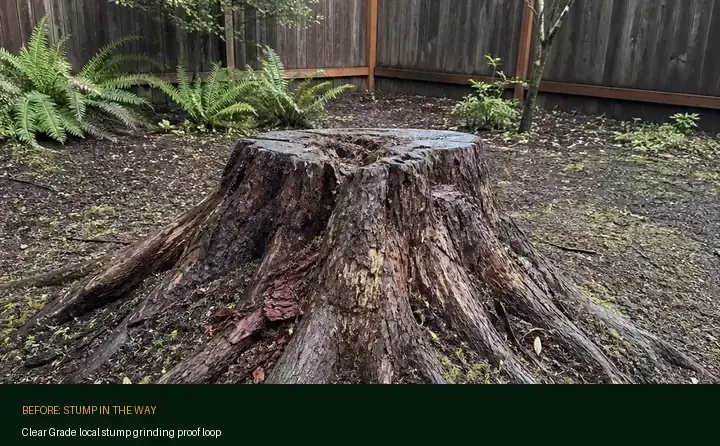 Real Clear Grade stump grinding job with a local crew in Snohomish County and King County Eastside